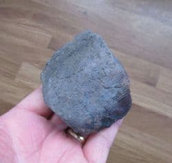 Calamites from Wigan