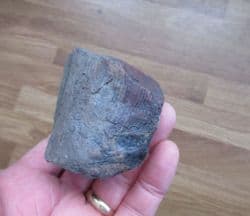 Calamites from Wigan