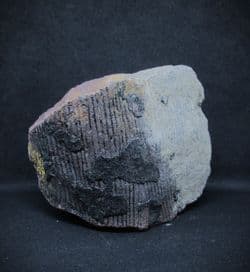 Calamites from Wigan