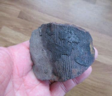 Calamites from Wigan