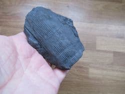 Calamites suckowi (Brongniart)