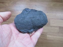 Calamites suckowi (Brongniart)