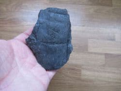 Calamites suckowi (Brongniart)