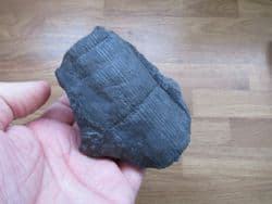 Calamites suckowi (Brongniart)