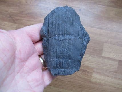 Calamites suckowi (Brongniart)