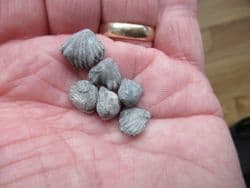 Calcyrhynchia calcaria