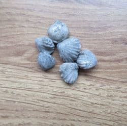 Calcyrhynchia calcaria