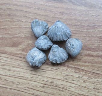 Calcyrhynchia calcaria