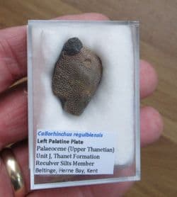 Callorhinchus regulbiensis Chimaerid fish