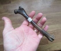 Canis lupus (Linnaeus 1758) Wolf Femur