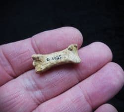 Canis lupus Wolf Phalange bone
