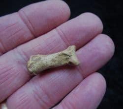 Canis lupus Wolf Phalange bone