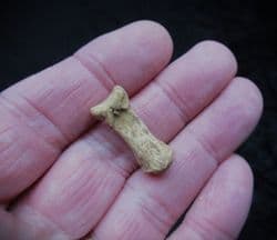 Canis lupus Wolf Phalange bone