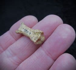 Canis lupus Wolf Phalange bone