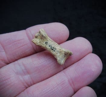 Canis lupus Wolf Phalange bone