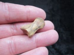Capreolus Roe deer Phalange