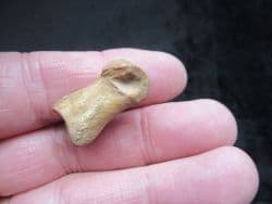 Capreolus Roe deer Phalange