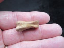 Capreolus Roe deer Phalange