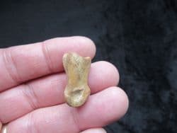Capreolus Roe deer Phalange