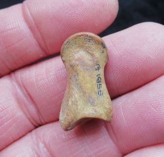 Capreolus Roe deer Phalange