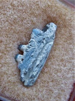 Captorhinus  Aguti  (Cope 1895)
