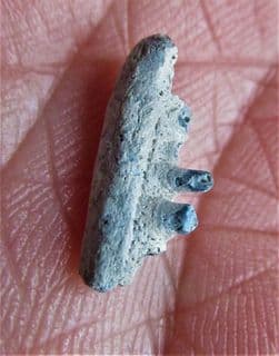 Captorhinus  Aguti  (Cope 1895)