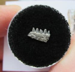 Captorhinus Permian reptile jaw with teeth