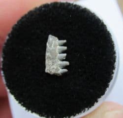 Captorhinus Permian reptile jaw with teeth