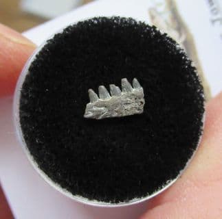 Captorhinus Permian reptile jaw with teeth