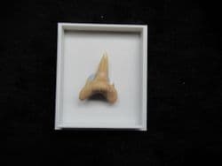 Carcharius vincenti Sand Tiger Shark