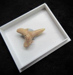 Carcharius vincenti Sand Tiger Shark