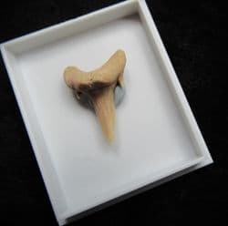 Carcharius vincenti Sand Tiger Shark