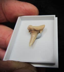 Carcharius vincenti Sand Tiger Shark