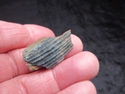 casteroides ohioensis 