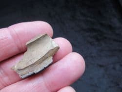 casteroides ohioensis 