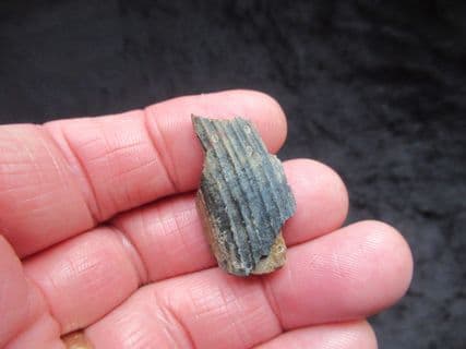 casteroides ohioensis