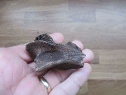 Castor canadensis Beaver Maxilla