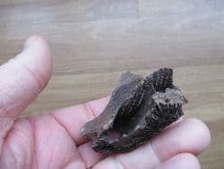 Castor canadensis Beaver Maxilla