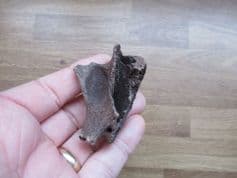 Castor canadensis Beaver Maxilla