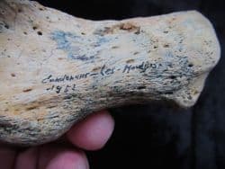 Cave bear Calcaneum 