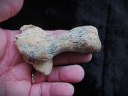 Cave bear Calcaneum 
