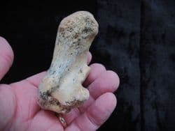 Cave bear Calcaneum 