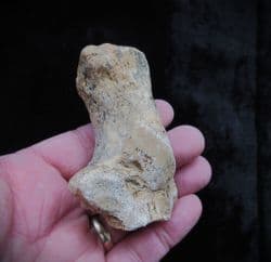 Cave bear Calcaneum 