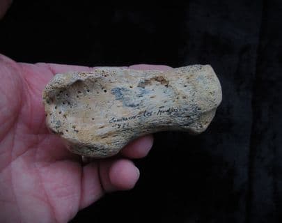 Cave bear Calcaneum 