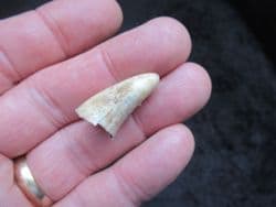 Cave Bear Canine tooth