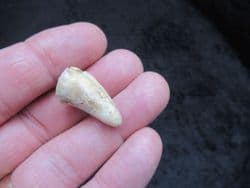 Cave Bear Canine tooth