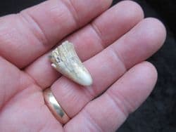 Cave Bear Canine tooth