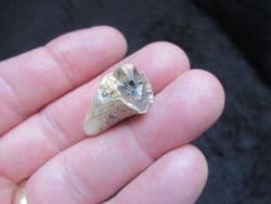 Cave Bear Canine tooth