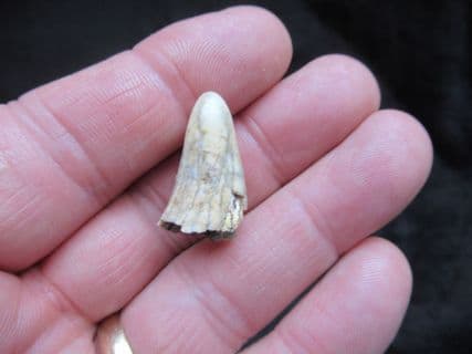 Cave Bear Canine tooth