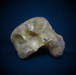 Cave bear Carpal hand bone